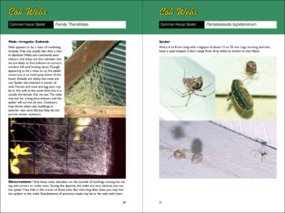 Web Watching - Image 2