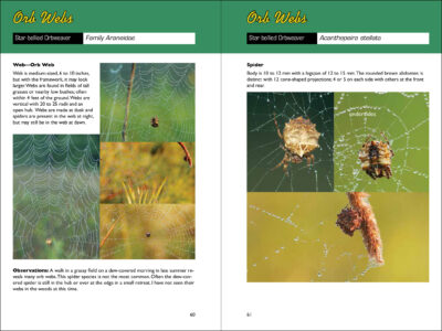 Web Watching - Image 3