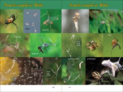 Web Watching - Image 4