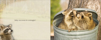 Cutest Critter - Image 4