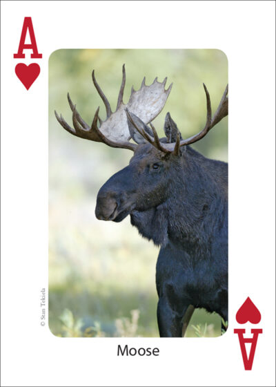 Mammals of the Midwest Playing Cards - Image 2
