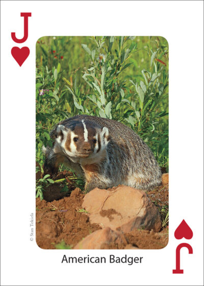 Mammals of the Midwest Playing Cards - Image 5