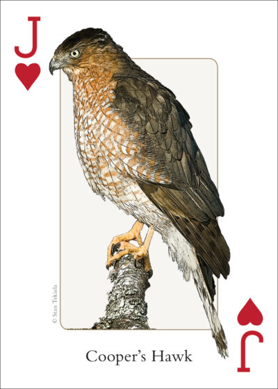 Birds of the Midwest Playing Cards - Image 2