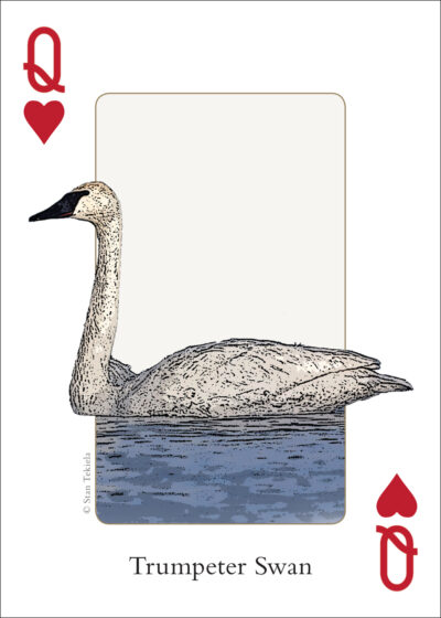 Birds of the Midwest Playing Cards - Image 3