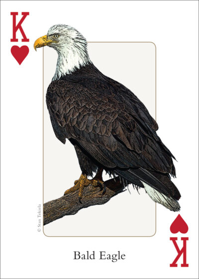 Birds of the Midwest Playing Cards - Image 4