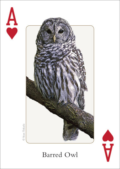 Birds of the Midwest Playing Cards - Image 5