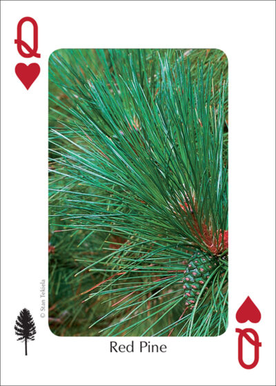Trees of the Midwest Playing Cards - Image 5