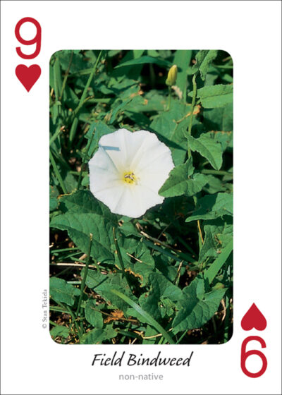 Wildflowers of the Midwest Playing Cards - Image 2