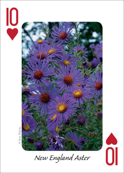 Wildflowers of the Midwest Playing Cards - Image 3