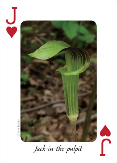 Wildflowers of the Midwest Playing Cards - Image 4