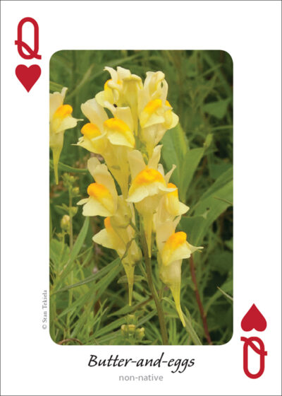 Wildflowers of the Midwest Playing Cards - Image 5