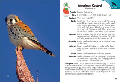 Birds of Prey of the West Field Guide - Image 2