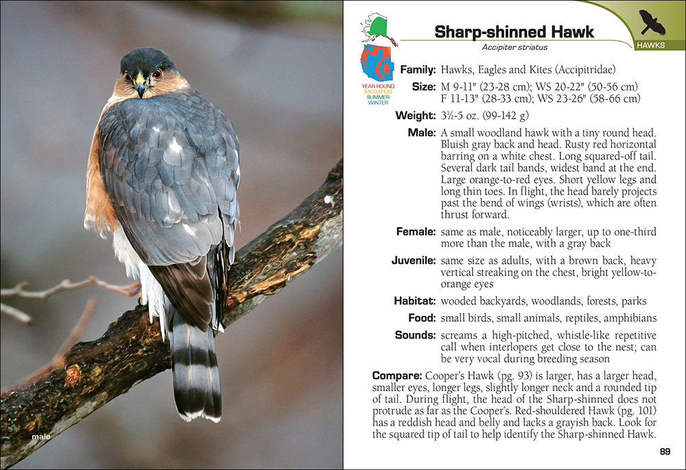 Identifying Raptors - How to Differentiate Birds of Prey