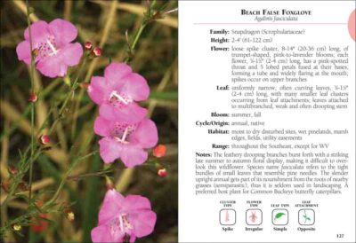 Wildflowers of the Southeast Field Guide - Image 2
