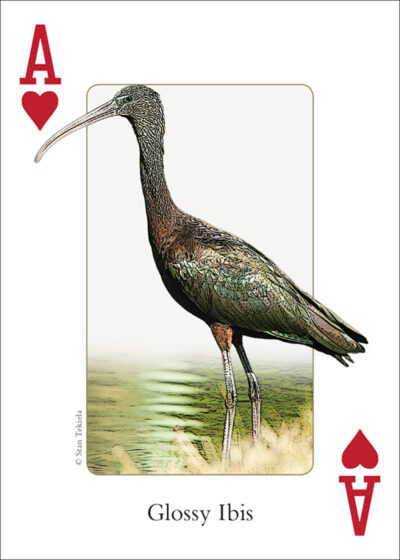 Birds of the Southeast Playing Cards - Image 2