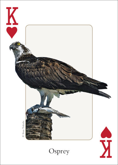 Birds of the Southeast Playing Cards - Image 3