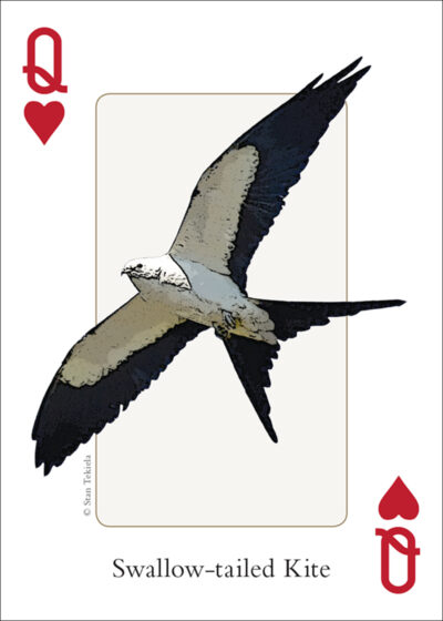 Birds of the Southeast Playing Cards - Image 4