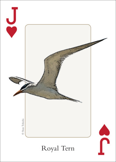Birds of the Southeast Playing Cards - Image 5