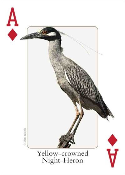 Gulf Coast Birds Playing Cards - Image 2