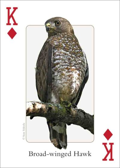 Gulf Coast Birds Playing Cards - Image 3