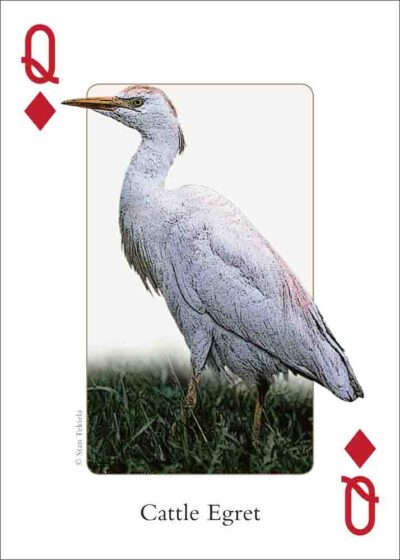 Gulf Coast Birds Playing Cards - Image 4