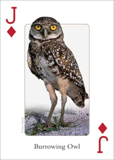 Gulf Coast Birds Playing Cards - Image 5