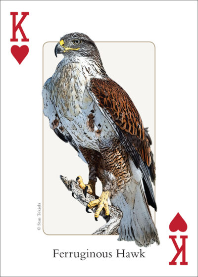 Birds of the Southwest Playing Cards - Image 3