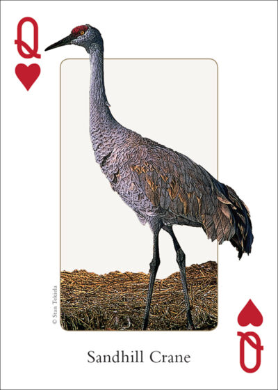 Birds of the Southwest Playing Cards - Image 4