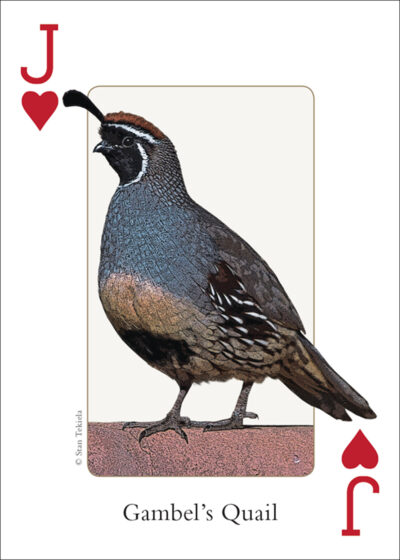 Birds of the Southwest Playing Cards - Image 5