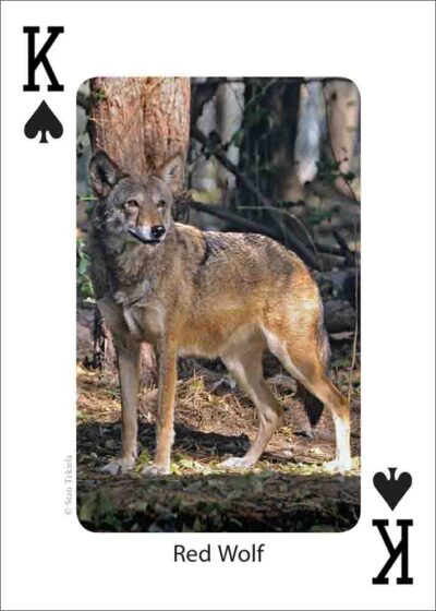Mammals of the Southeast Playing Cards - Image 2