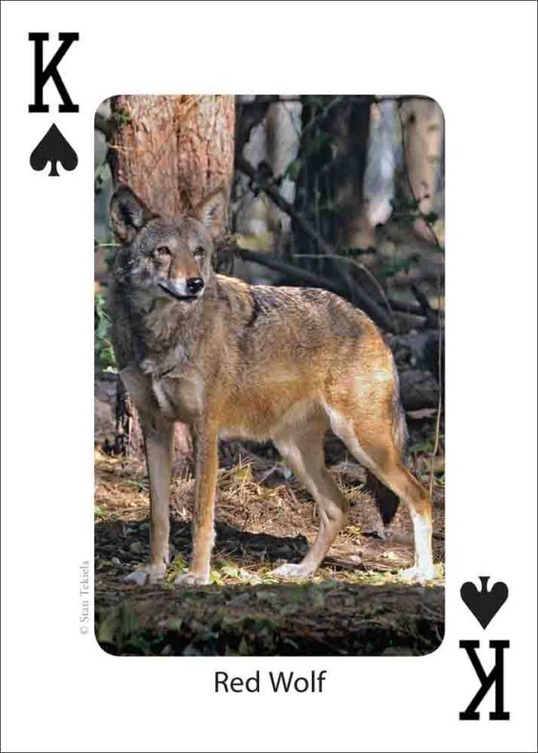 Mammals of the Southeast Playing Cards - Image 2