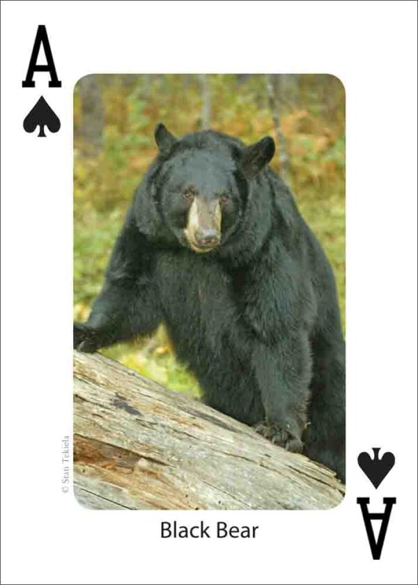 Mammals of the Southeast Playing Cards - Image 3