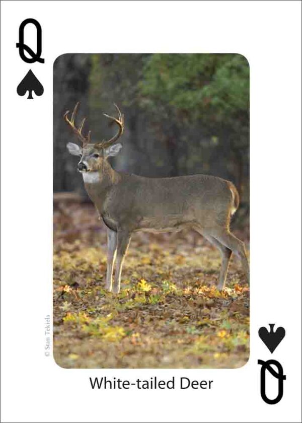 Mammals of the Southeast Playing Cards - Image 4