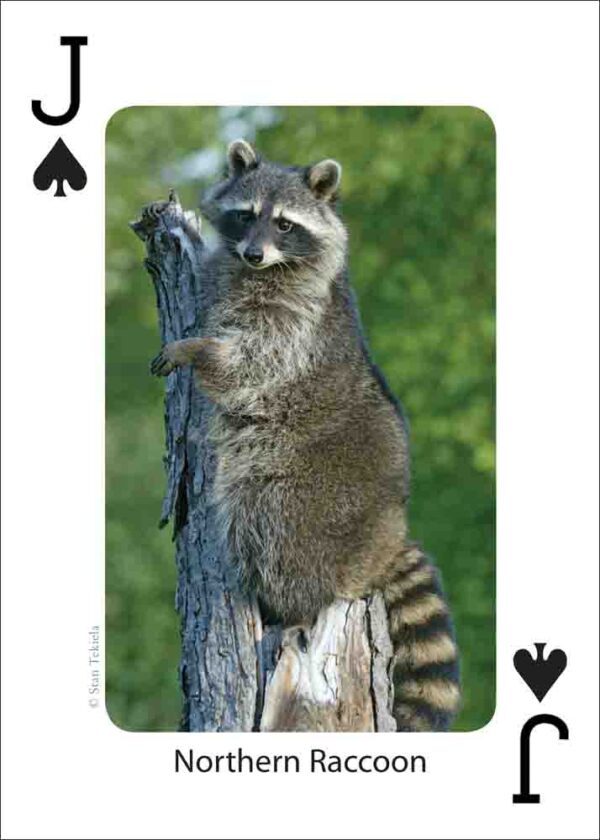 Mammals of the Southeast Playing Cards - Image 5