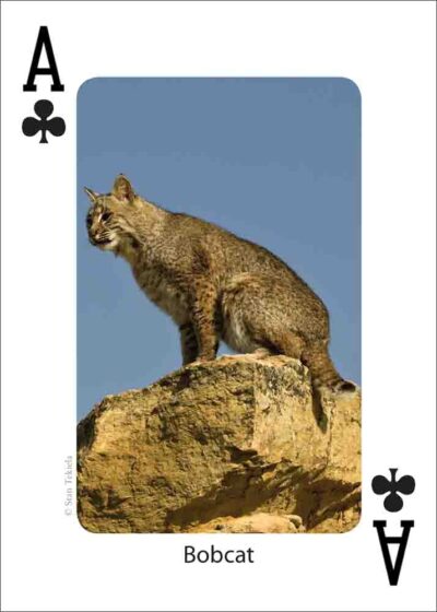 Gulf Coast Mammals Playing Cards - Image 2