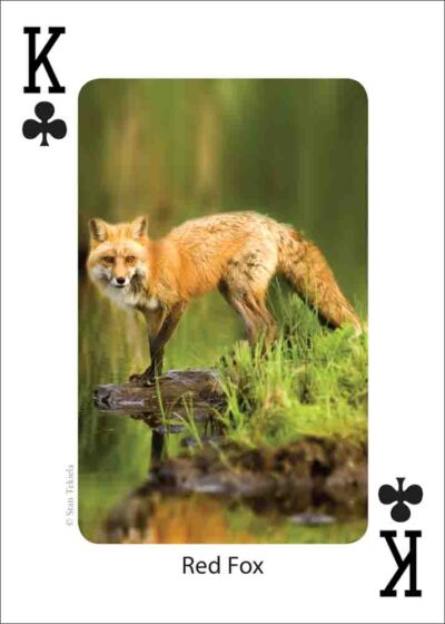 Gulf Coast Mammals Playing Cards - Image 3