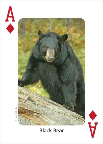 Gulf Coast Mammals Playing Cards - Image 4