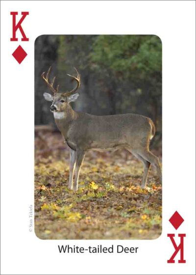 Gulf Coast Mammals Playing Cards - Image 5