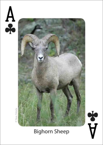 Mammals of the Southwest Playing Cards - Image 2