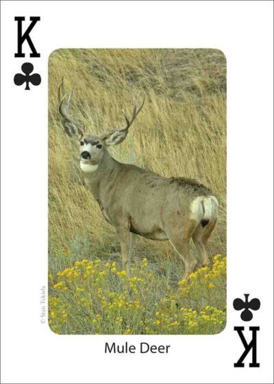 Mammals of the Southwest Playing Cards - Image 3