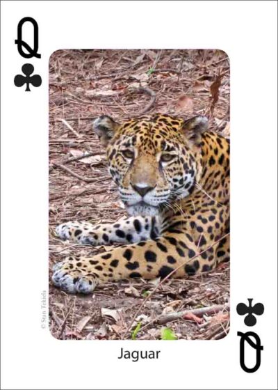 Mammals of the Southwest Playing Cards - Image 4