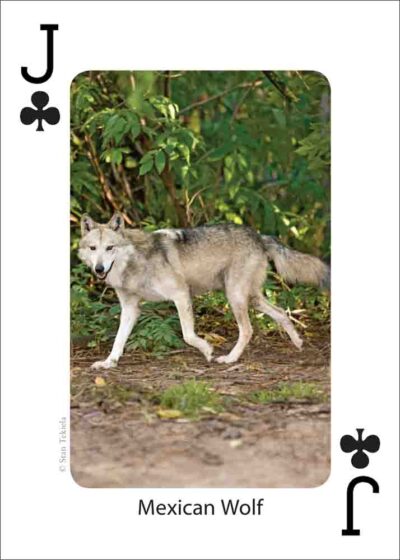 Mammals of the Southwest Playing Cards - Image 5