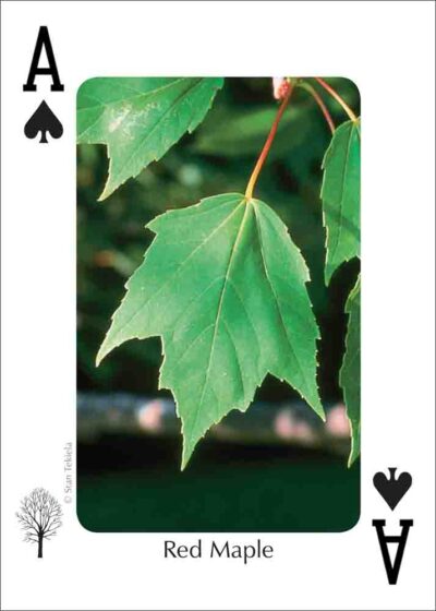 Trees of the Southeast Playing Cards - Image 2