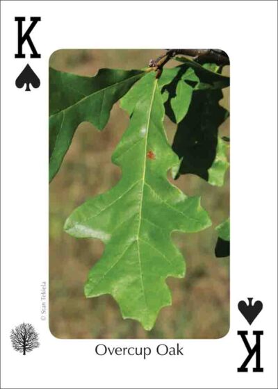 Trees of the Southeast Playing Cards - Image 3