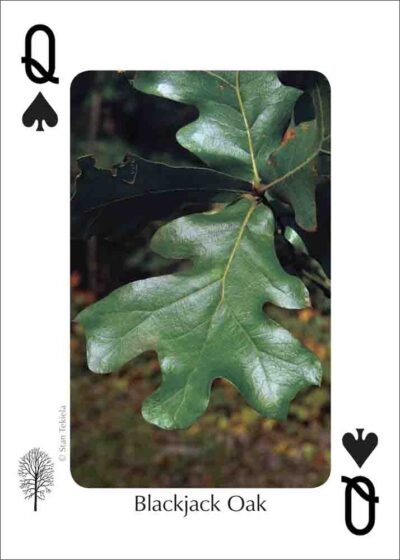 Trees of the Southeast Playing Cards - Image 4