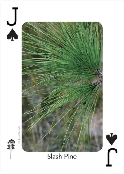 Trees of the Southeast Playing Cards - Image 5