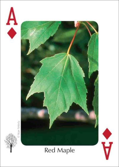 Trees of the Gulf Coast Playing Cards - Image 2