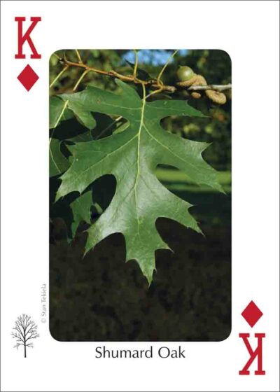 Trees of the Gulf Coast Playing Cards - Image 3