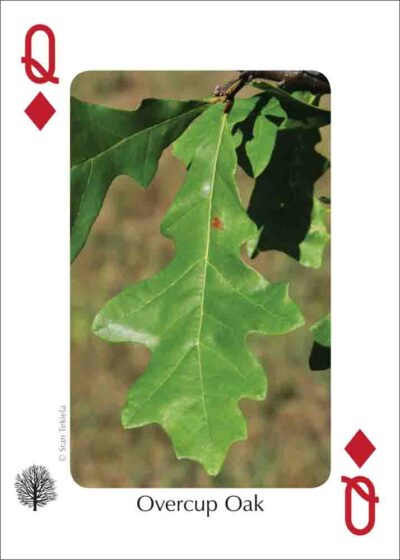 Trees of the Gulf Coast Playing Cards - Image 4