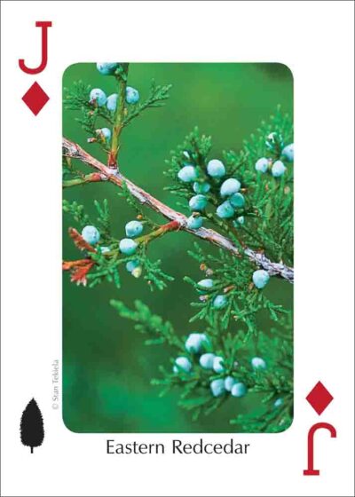 Trees of the Gulf Coast Playing Cards - Image 5